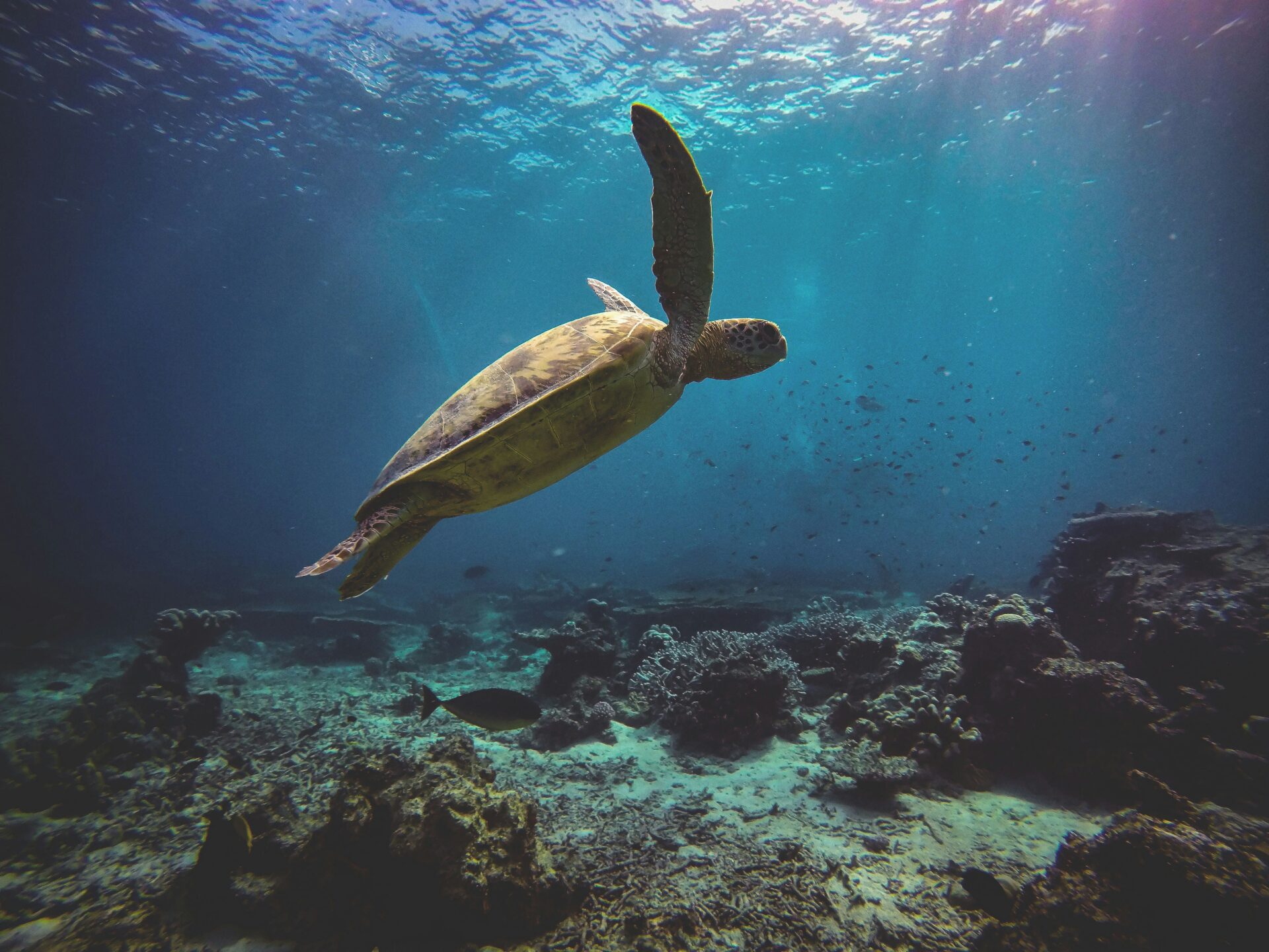 Turtle swimming over a coral reef.